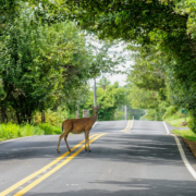 Car Accidents Involving Wildlife